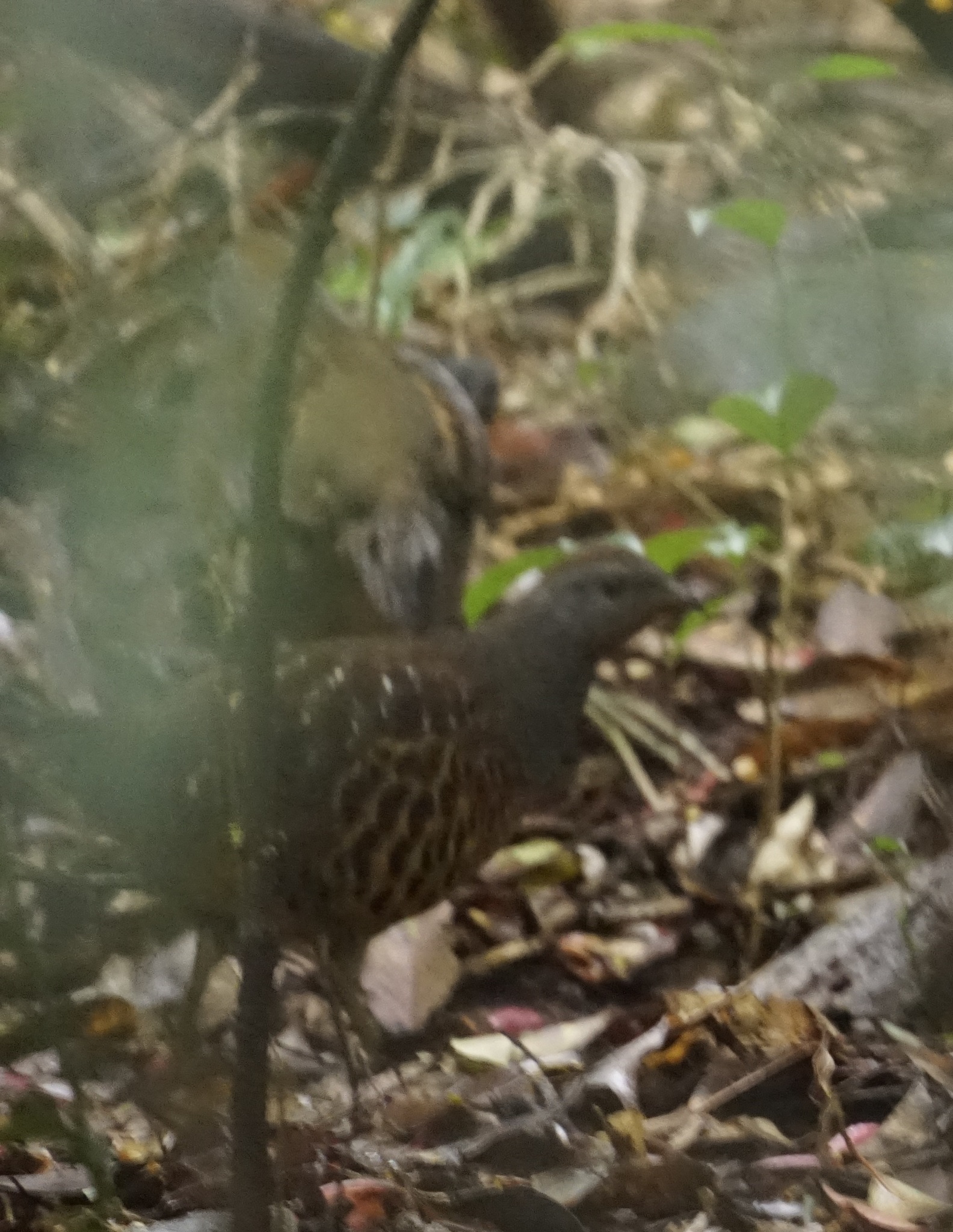 Taiwan Bamboo Partridge