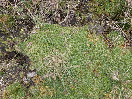 Plantago rigida, photograph 3