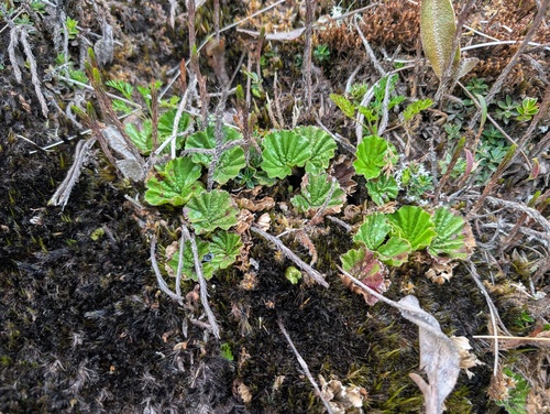 Gunnera magellanica, photograph 6