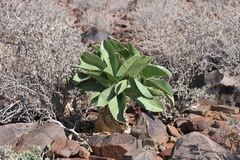 Cyphostemma bainesii