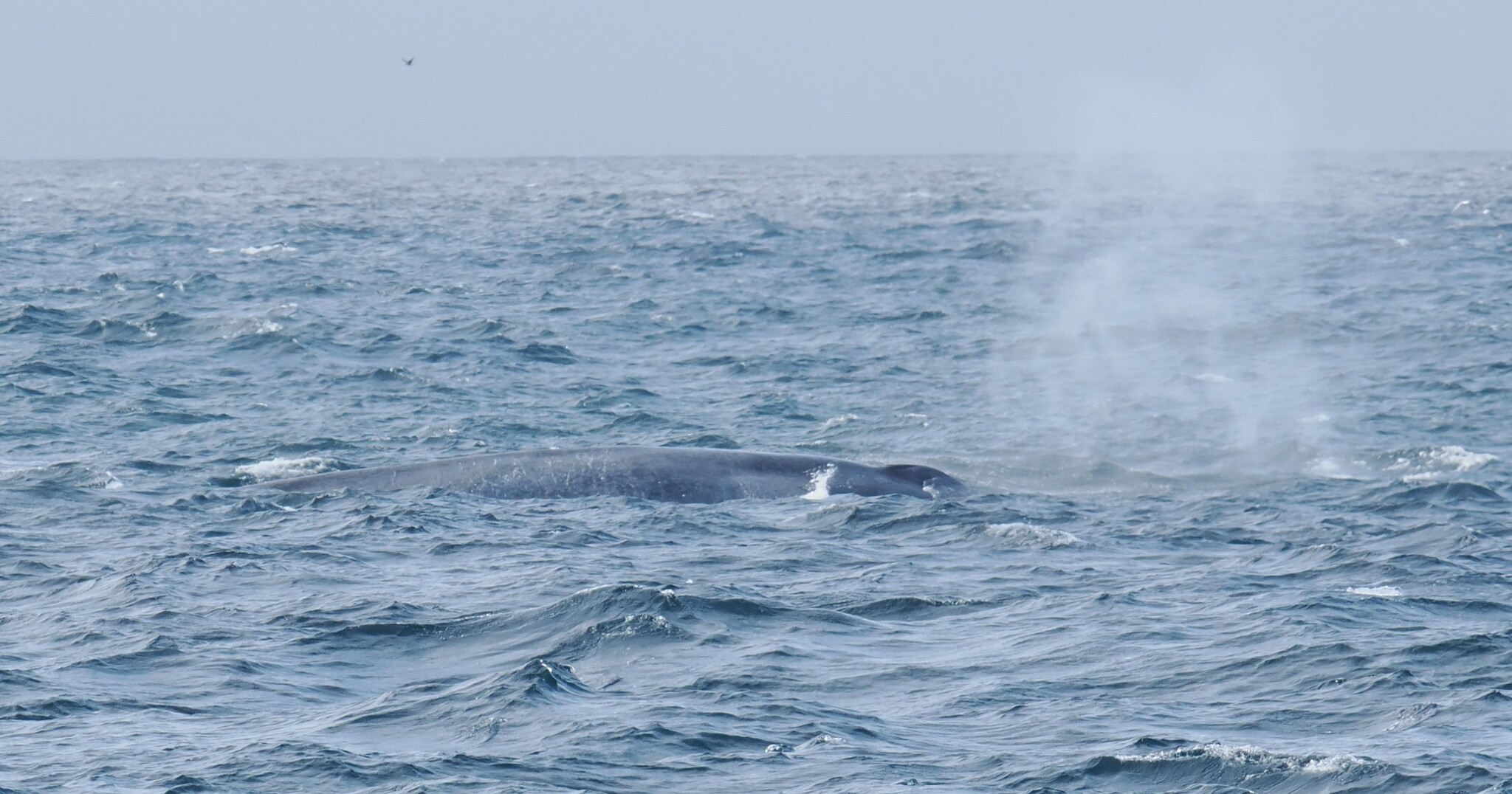 Balaenoptera musculus