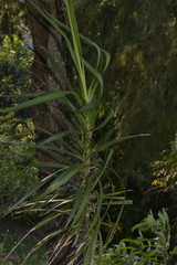 Cordyline stricta