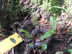 Gloydius intermedius