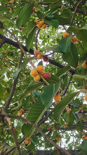 Ficus drupacea observed 2026-06-19