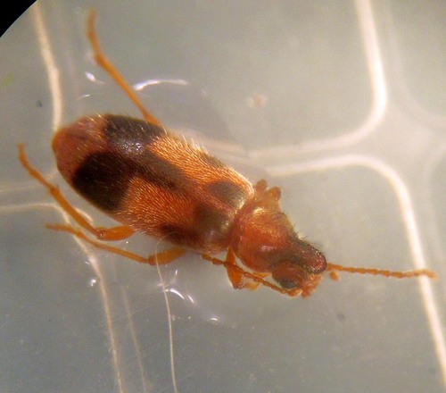 monoceros beetle