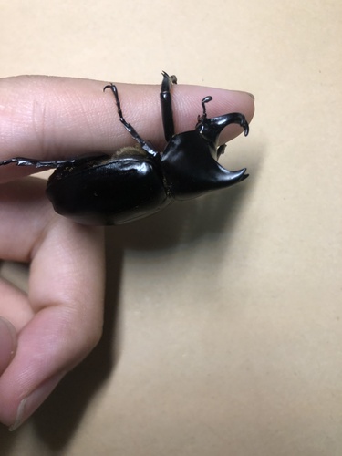 Xylotrupes socrates tonkinensis