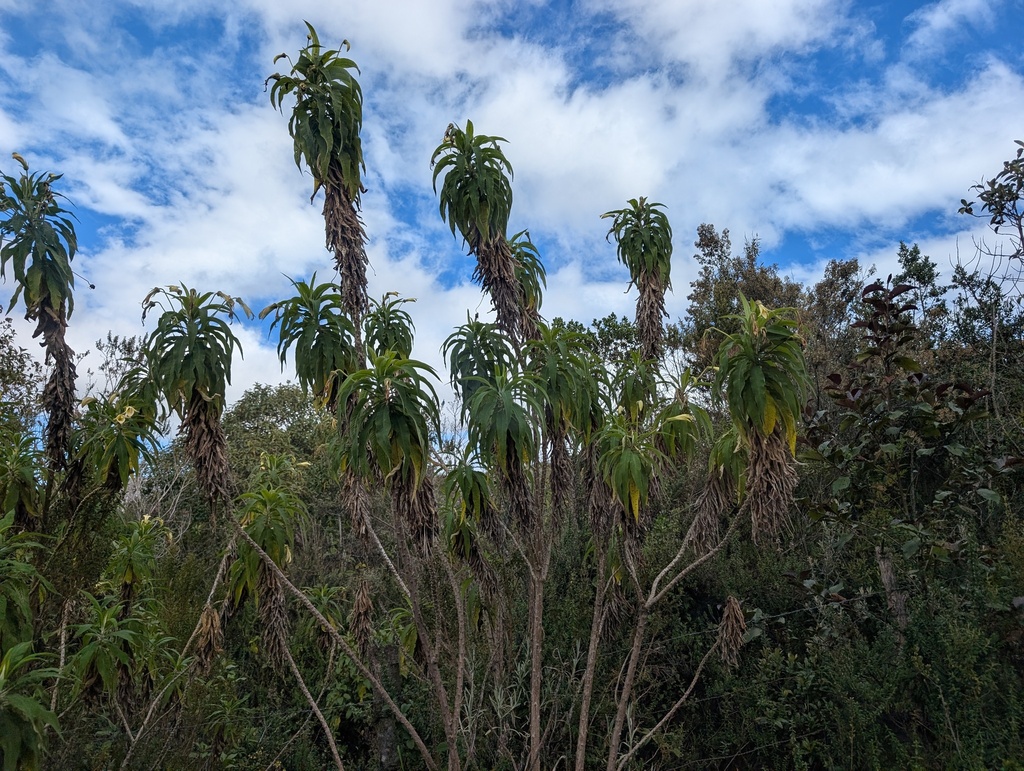 Siphocampylus giganteus; photograph (c) Yuri Sofronov, some rights reserved (CC BY)