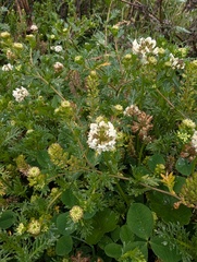 (c) Yuri Sofronov, some rights reserved (CC BY) Lepidium bipinnatifidum, photograph (c) Yuri Sofronov, some rights reserved (CC BY)