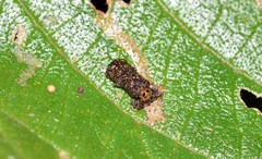 Octotoma scabripennis