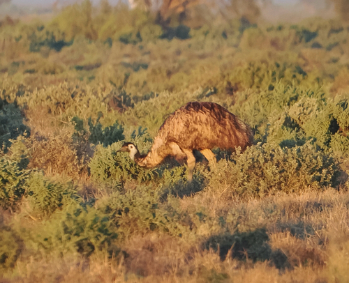 Emu