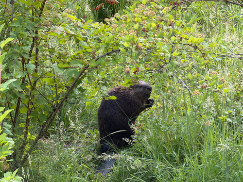 American Beaver