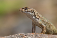 Liolaemus crandalli
