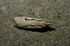 Scoparia rotuella