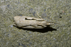 Scoparia rotuella