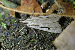 Scoparia rotuella