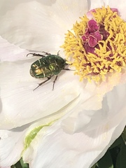 Protaetia cuprea