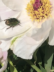 Protaetia cuprea