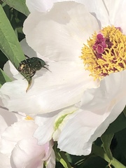 Protaetia cuprea