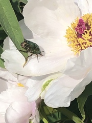 Protaetia cuprea