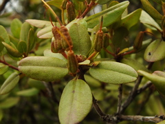 Rhododendron sichotense