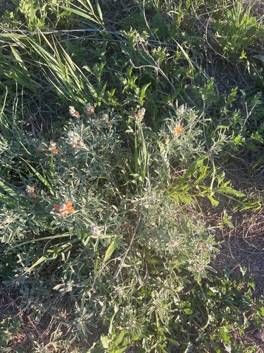 Scarlet Globemallow