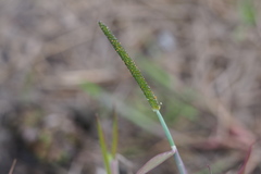 Alopecurus aequalis amurensis