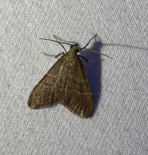 iNaturalist observation photo of Arta epicoenalis