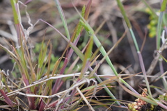 Alopecurus aequalis amurensis