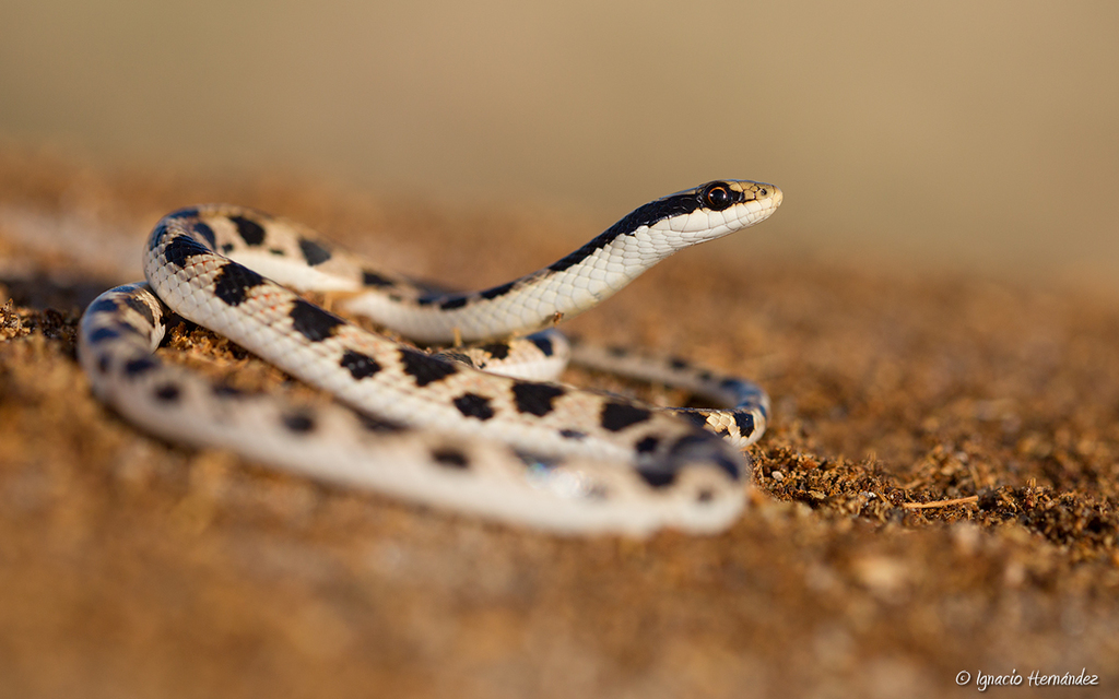 Arrow Ground Snake