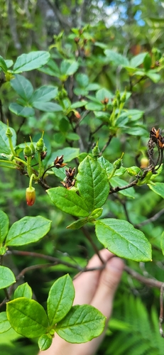 Rhododendron pilosum, photograph 3