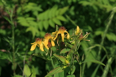 Hypericum ascyron gebleri