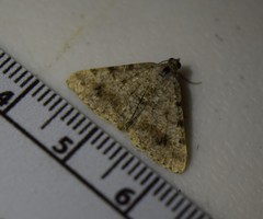 Frederickia prolificata