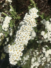 Angiospermae