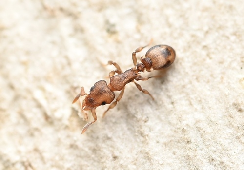 Colobostruma elliottiColobostruma elliotti