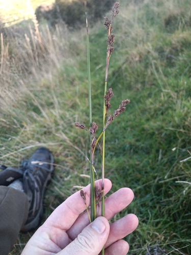 Machaerina rubiginosa, photograph 2