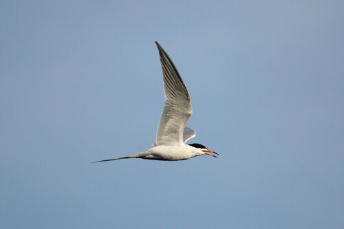 iNaturalist observation photo of Forster's Tern