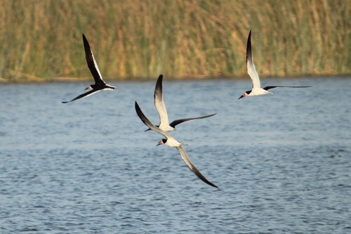 iNaturalist observation photo of Black Skimmer