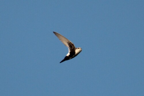 iNaturalist observation photo of White-throated Swift