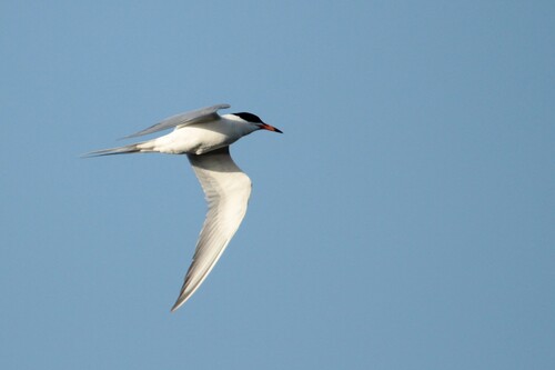 iNaturalist observation photo of Forster's Tern