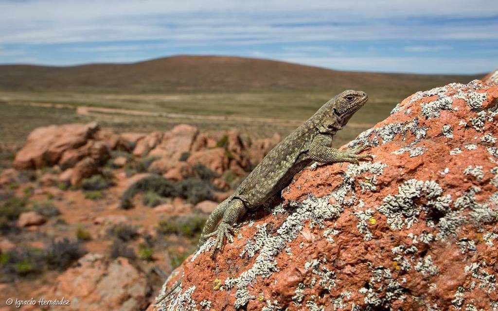 Chasicó Chuckwalla
