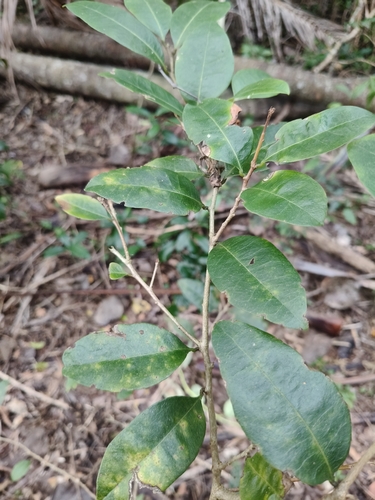 Cleistanthus