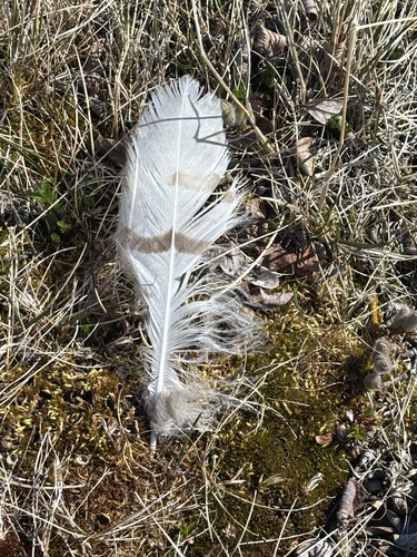 Plume de Harfang des neiges