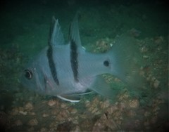 Apogonichthyoides pseudotaeniatus