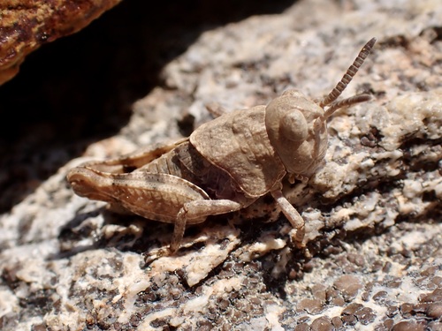 iNaturalist observation photo of Short-horned Grasshoppers