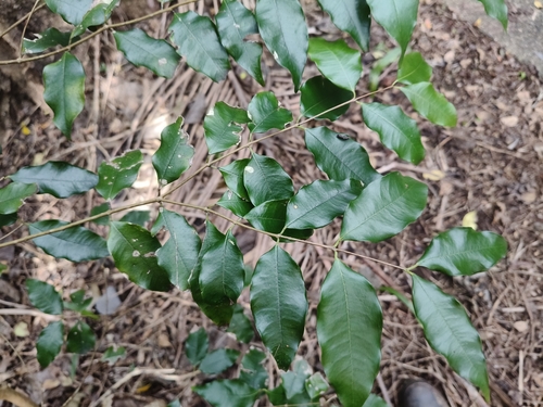 giant water gum