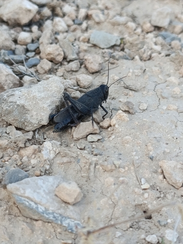 Syrian Grasshopper