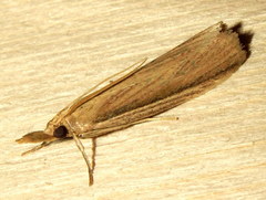 Peoria gematella