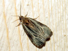 Olethreutes quadrifidum