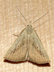 Macrochilo louisiana