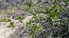 Pseudoziziphus parryi